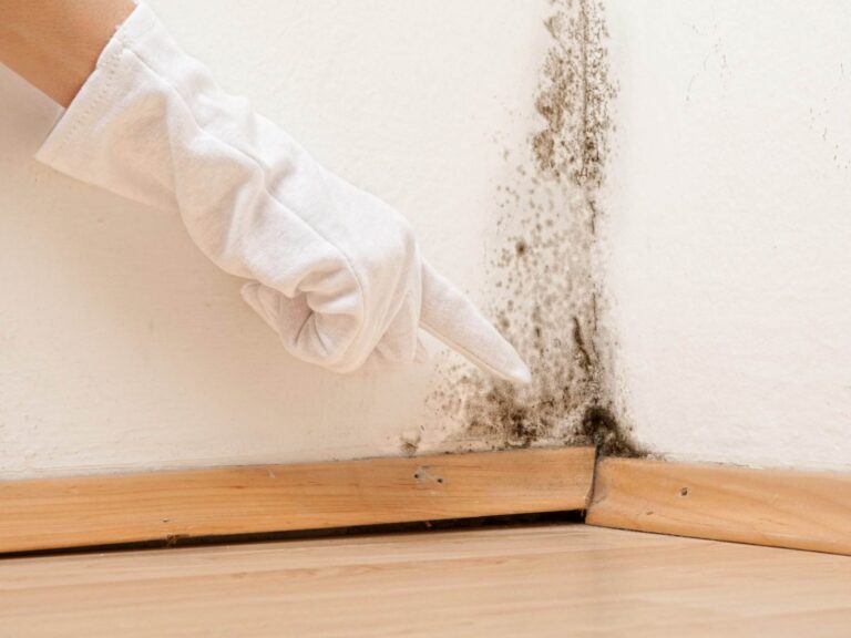 When Your Home Insurance Doesn't Cover Mold Damage